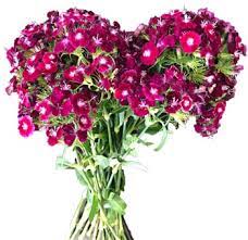 Dianthus