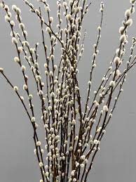 Pussy Willow