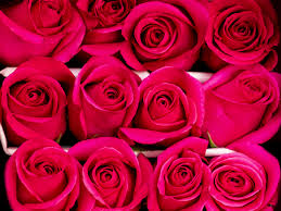Color roses 50