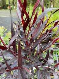 Agonis