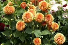 Pom Pom