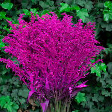 Solidago Tinted