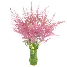 Astilbe