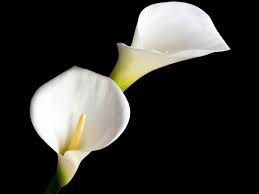 Calla lily