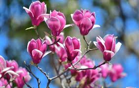 Magnolia