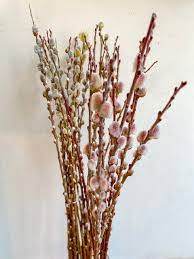 Pussy Willow