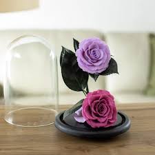 Preserved Roses