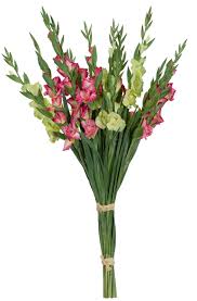 Gladiola