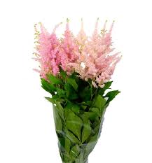 Astilbe