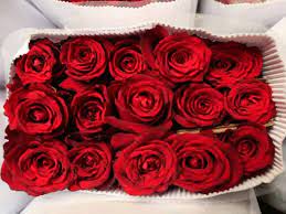 Red roses 40