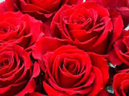 Red roses 100