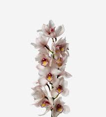 Cymbidium