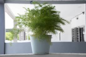 Plumosa