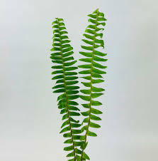 Sword Fern