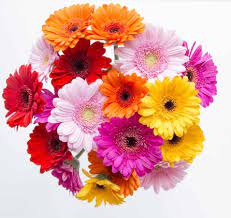 Gerbera