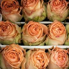 Color roses 70