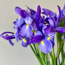 Iris