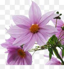 Cosmos
