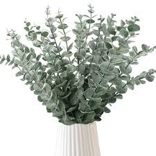 Eucalyptus
