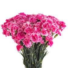 Mini Carnation