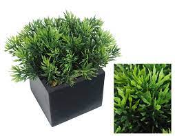 Pine mix Box