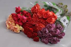 Mini Carnation