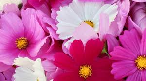 Cosmos