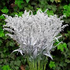 Solidago Tinted