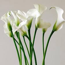 Calla lily