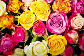 Preserved Roses