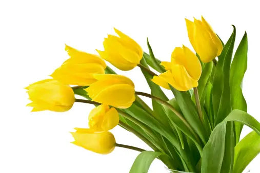 Tulips