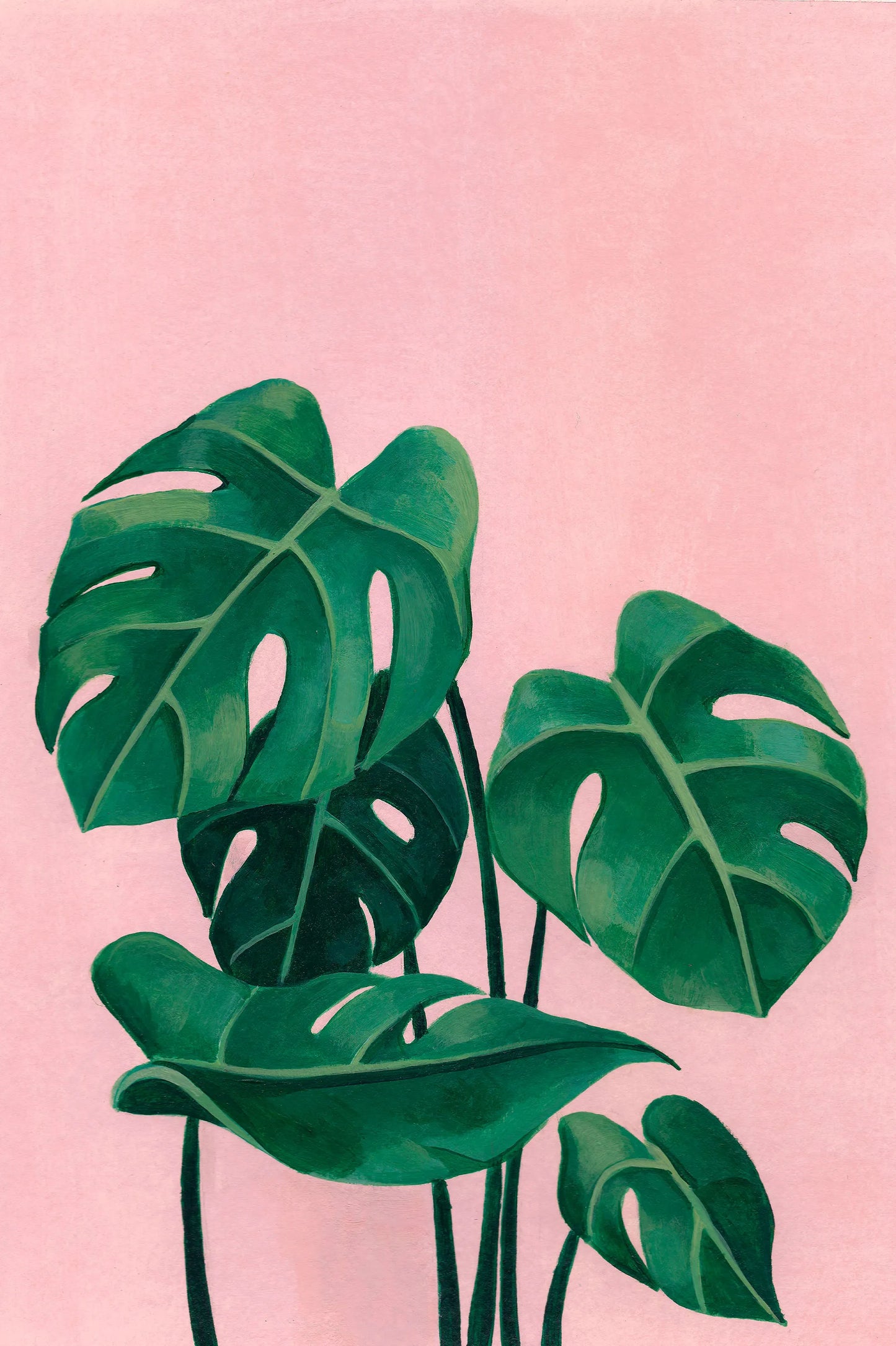 Monstera