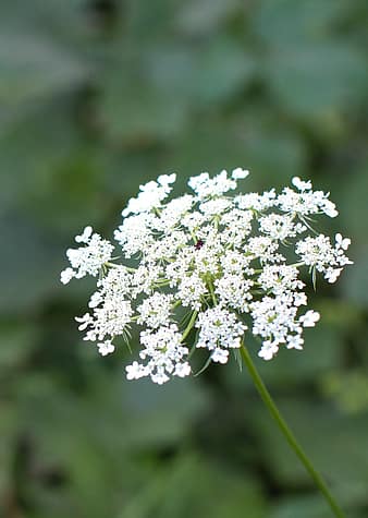 Queen Annes Lace