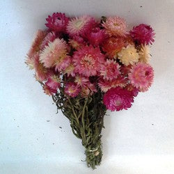 Straw Flower