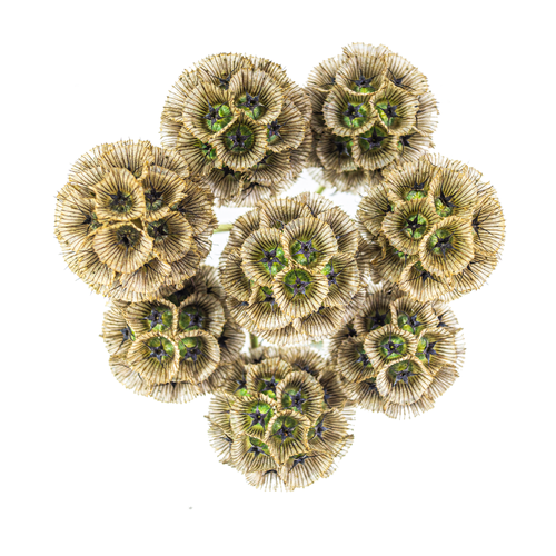 Scabiosa