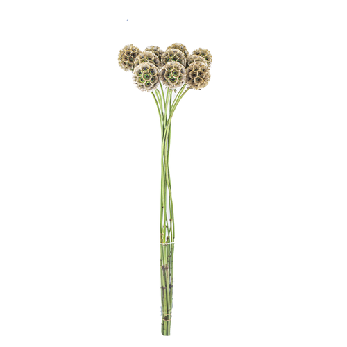 Scabiosa