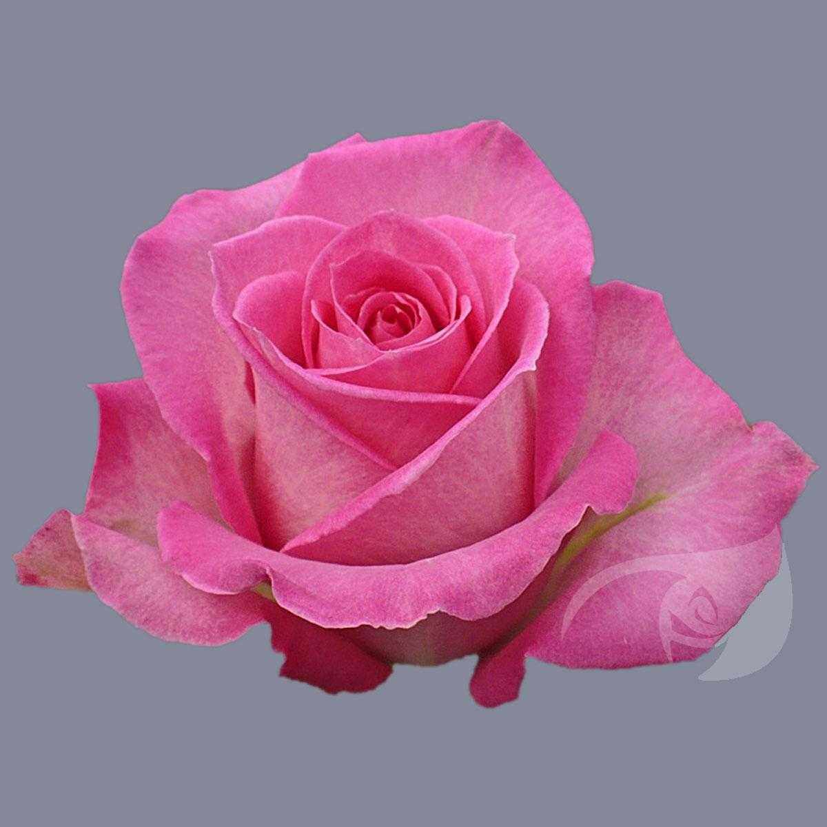 SPECIAL ROSE