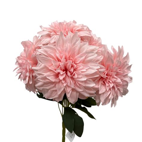 Dahlia