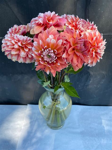 Dahlia