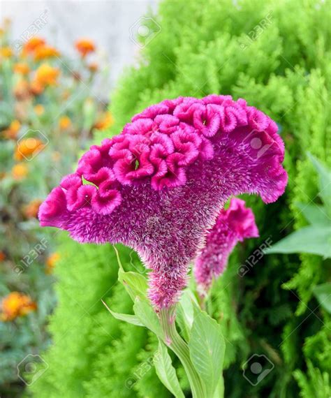 Celosia