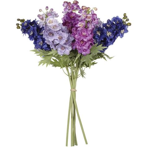 Delphinium