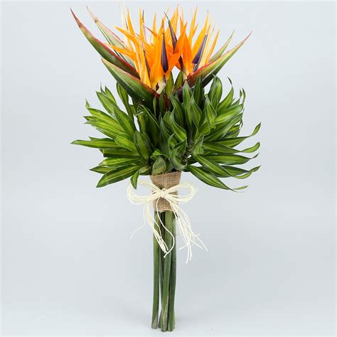 Bird of paradise