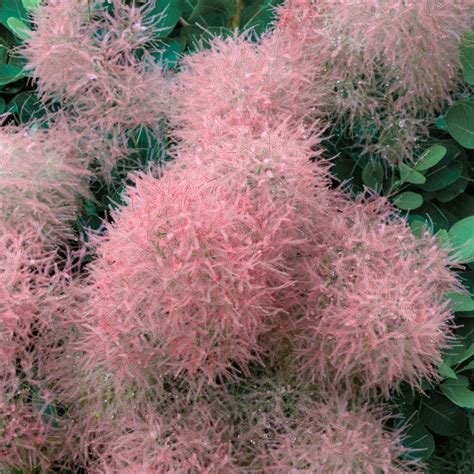 Cotinus coggygria