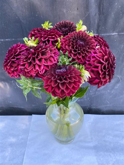 Dahlia