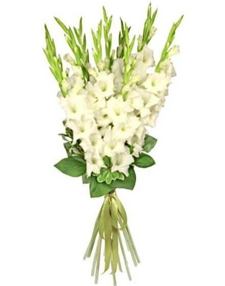 Gladiola